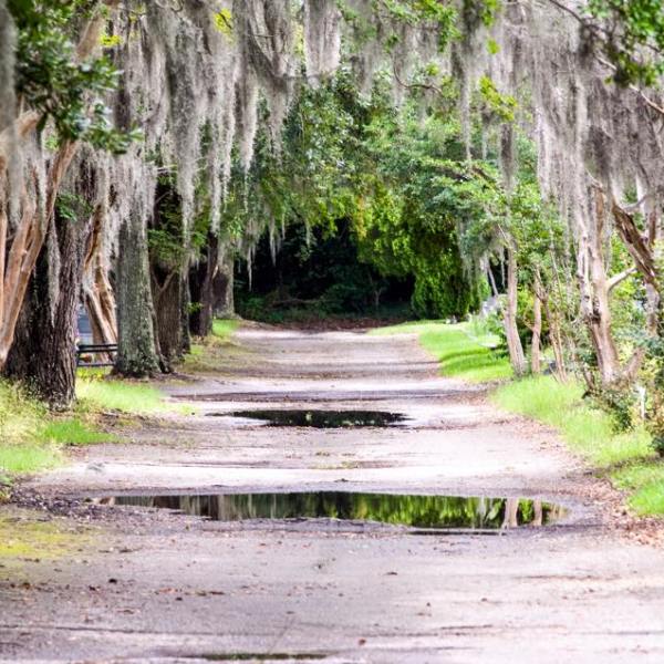 a dirt path next to a tree